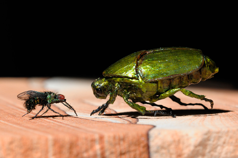 Iridescent green beetle and housefly models