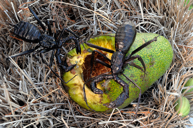 Hungry fake Whip Scorpion Beetles