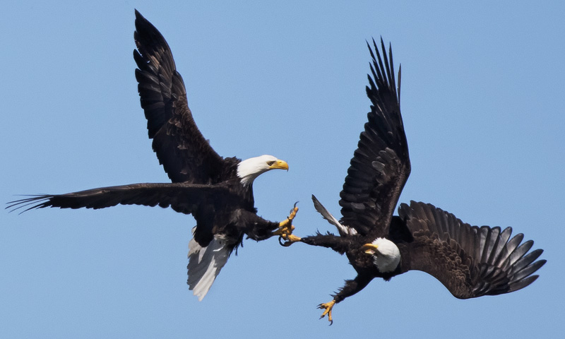 2024 Hood Canal bald eagles in flight