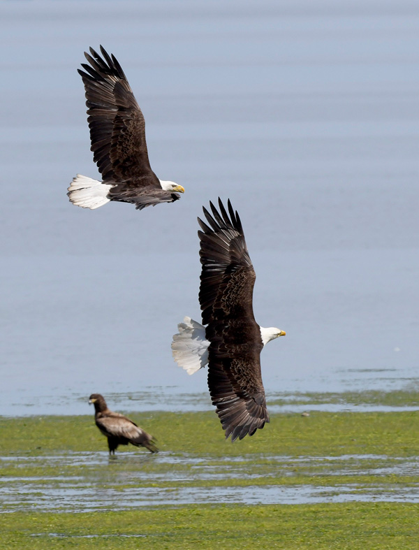 Three Bald Eagles, two adults and one juvenile
