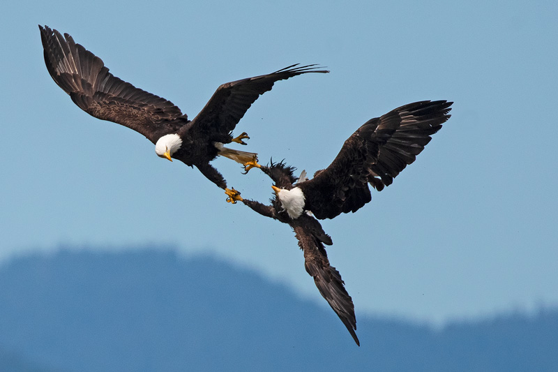 pair of bald eagles in flight with talons connected