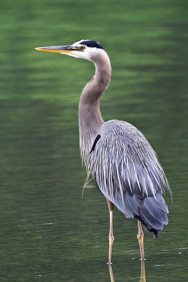 Great Blue Heron posing for a portrait