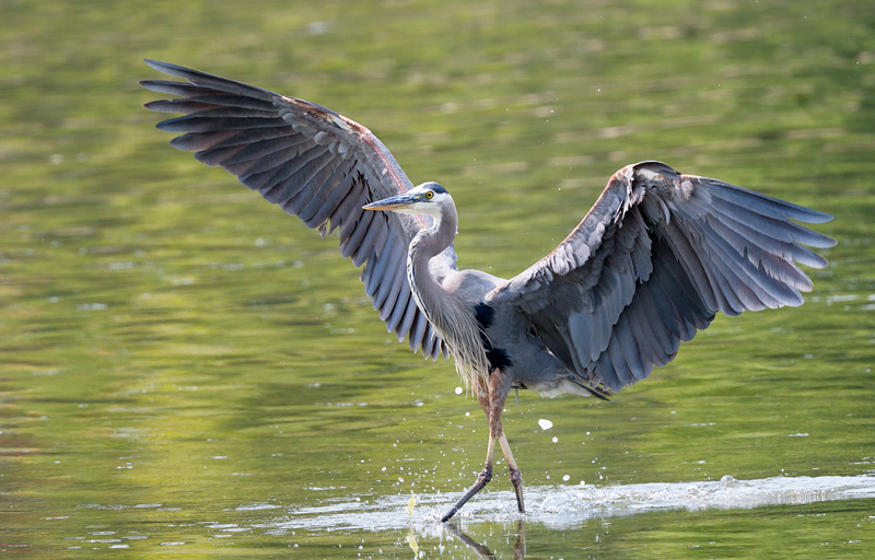 heron dancing on water