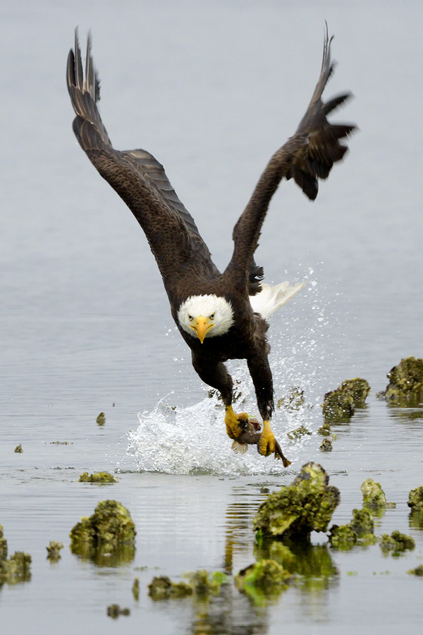 Bald Eagle fishing with prey in its tallons