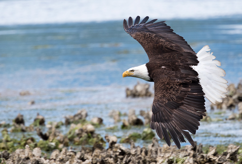 Bald Eagle flying along a Washington State beach