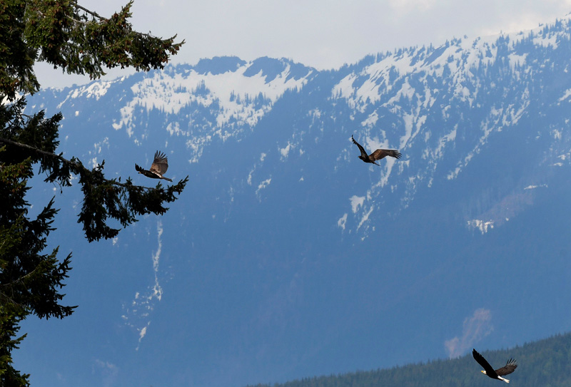 eagles flying with snowy mountain backdrop