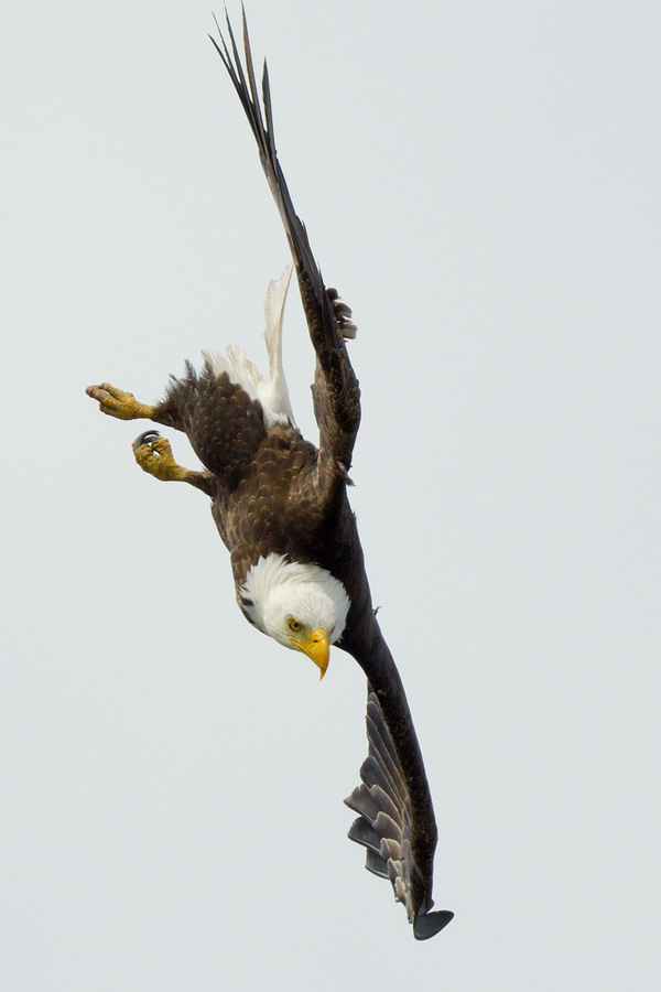 Bald Eagle diving with white sky background