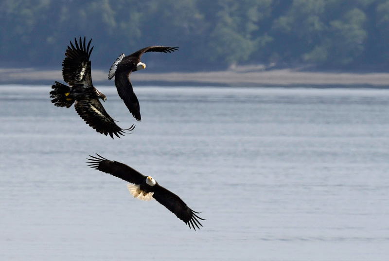 three eagles in flight playing together
