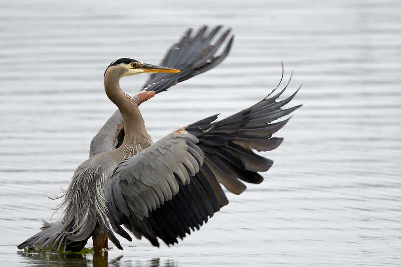 heron in water with gracefully flowing feathers