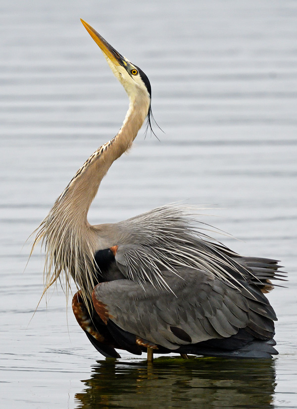heron fluffing its feathers