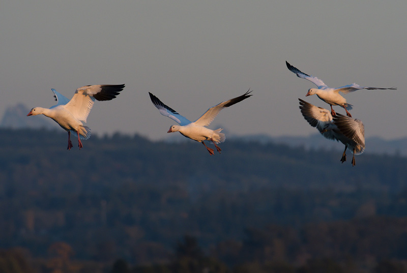 Snow Geese appear commical at times