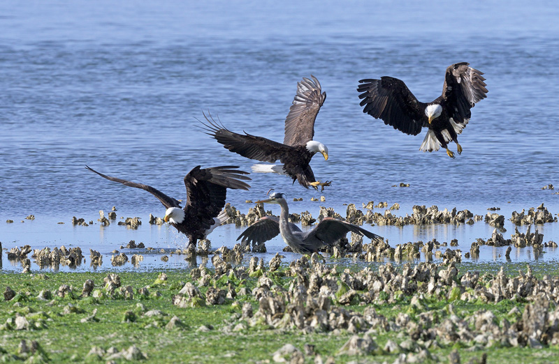 eagles chasing a blue heron
