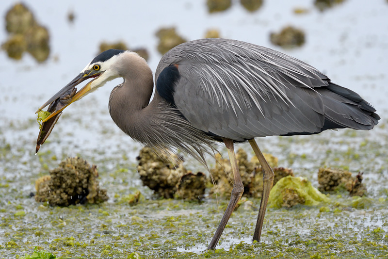 Great Blue Heron with a fish in its bill