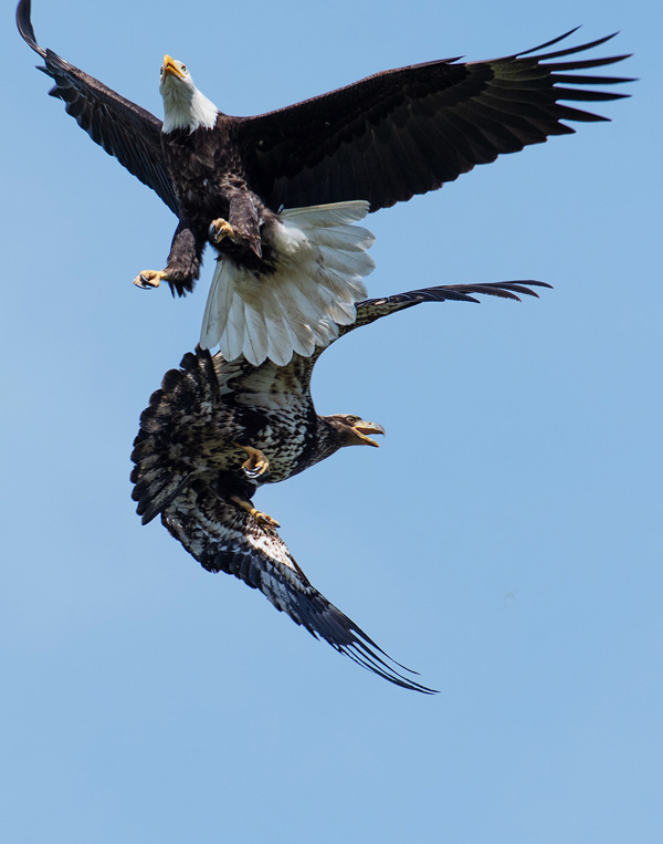 pair of bald eagles flying with tallons out