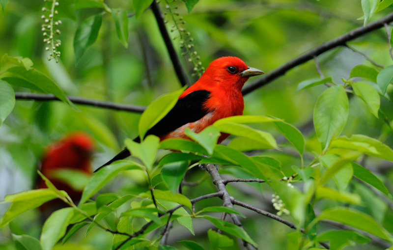 Pair of scarlet tanagers in a tree