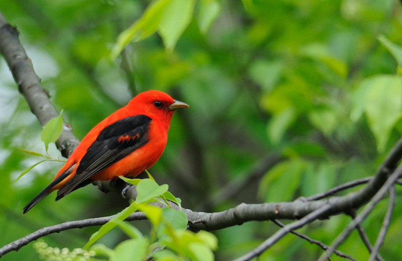 Scarlet Tanager side view