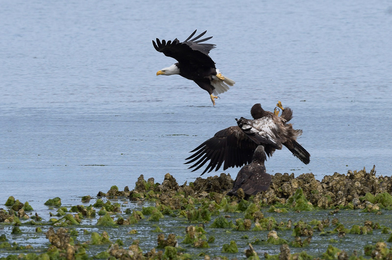 eagle combat adult vs juvenile