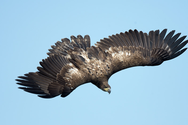 imature bald eagle in flight top wing view