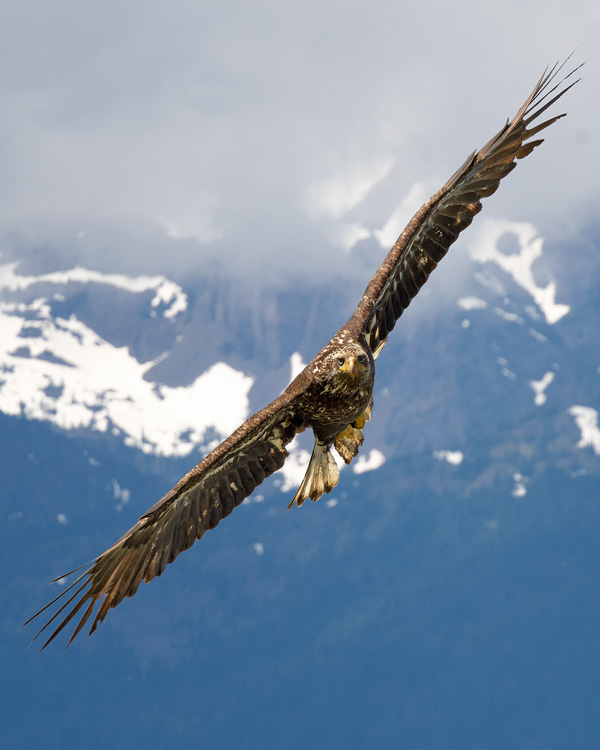 Imature bald eagle in flight with snowwy mountains behind
