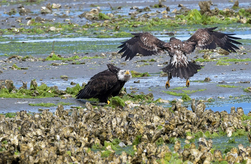 young bald eagles interacting on the beach