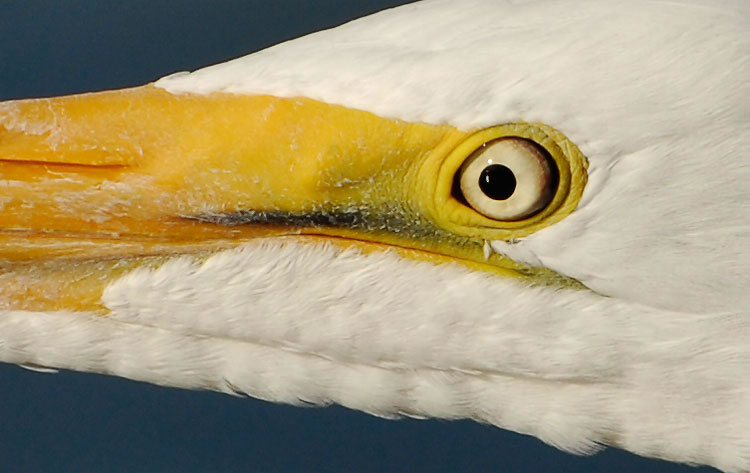close up shot of an egrets eye