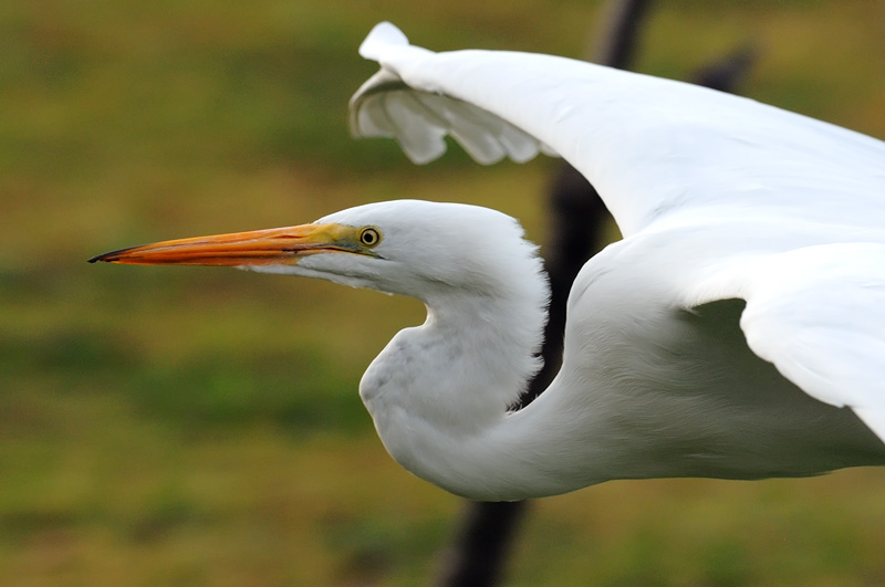 Great Egret flyby