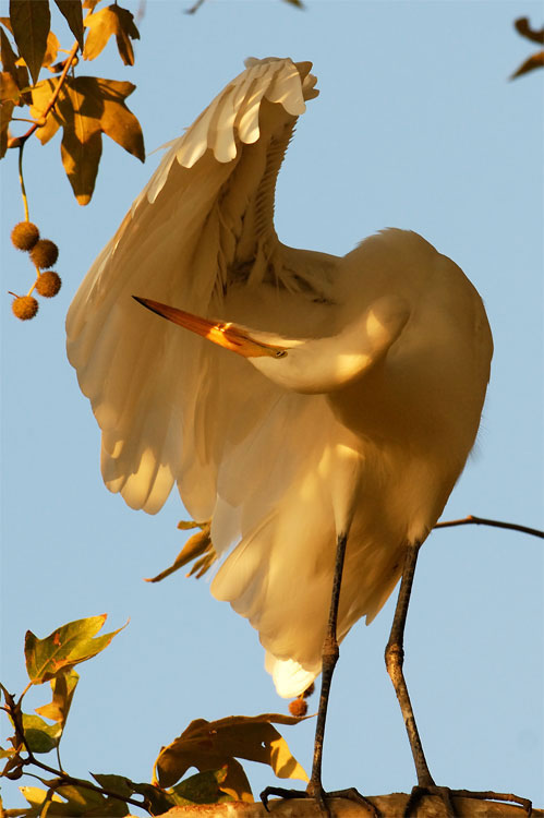 Great Egret preening in a tree