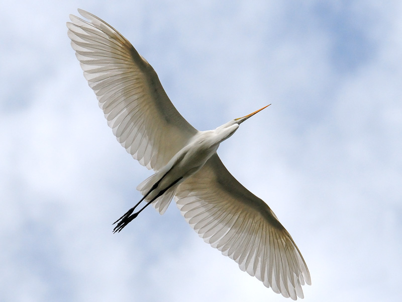 Egret flying overhead