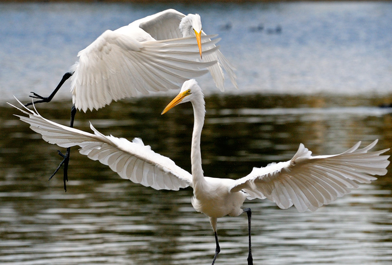 Pair of Egrets playing