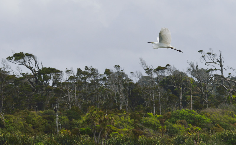 Kotuku a New Zealand White Egret in flight along the river Waitangiroto