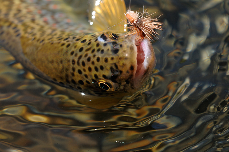beautiful little mountain brown trout