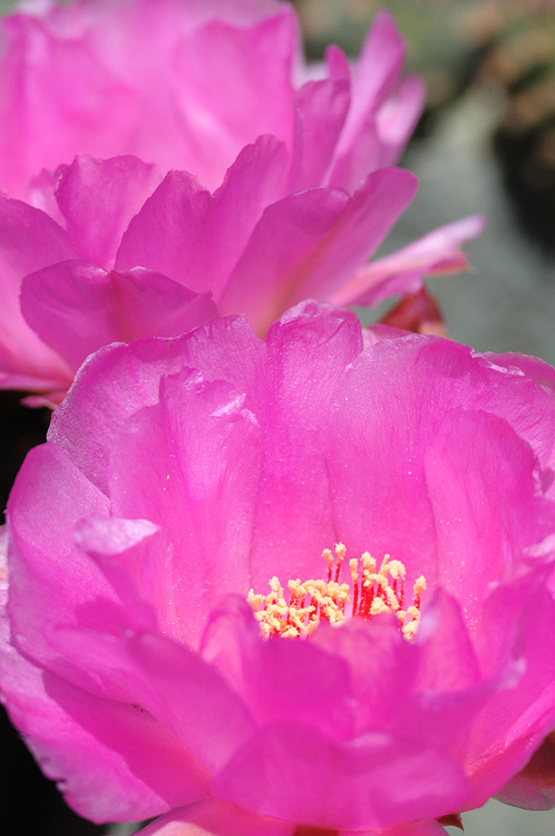 pink cactus flowers