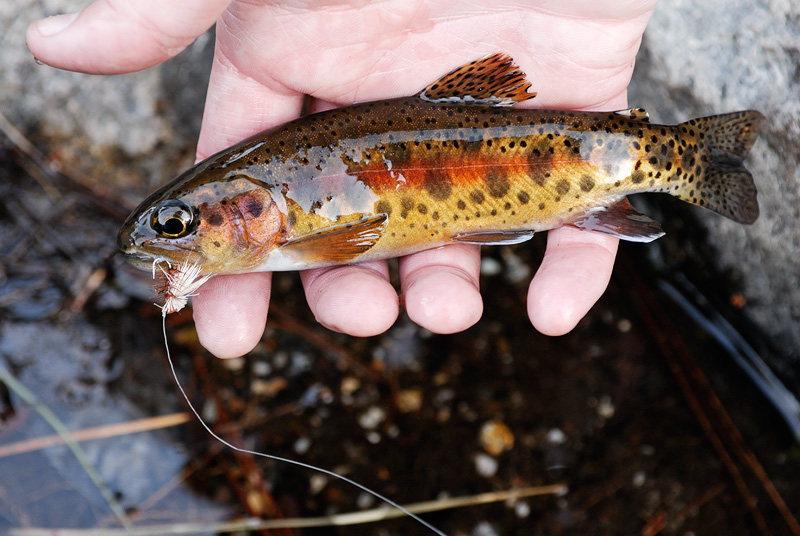 Higher elevation stream trout have spectacular colors