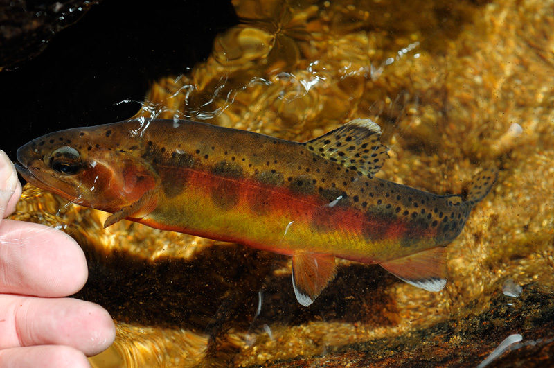 Gorgeous golden trout swimming away