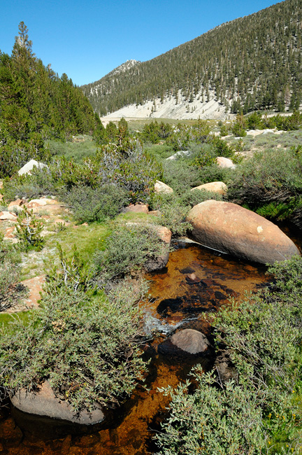 Sierra alpine trout stream