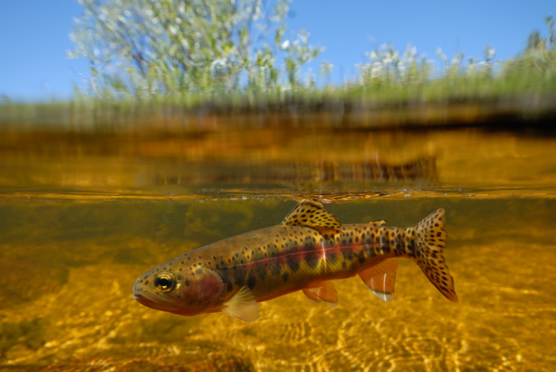 Golden trout underwater photography