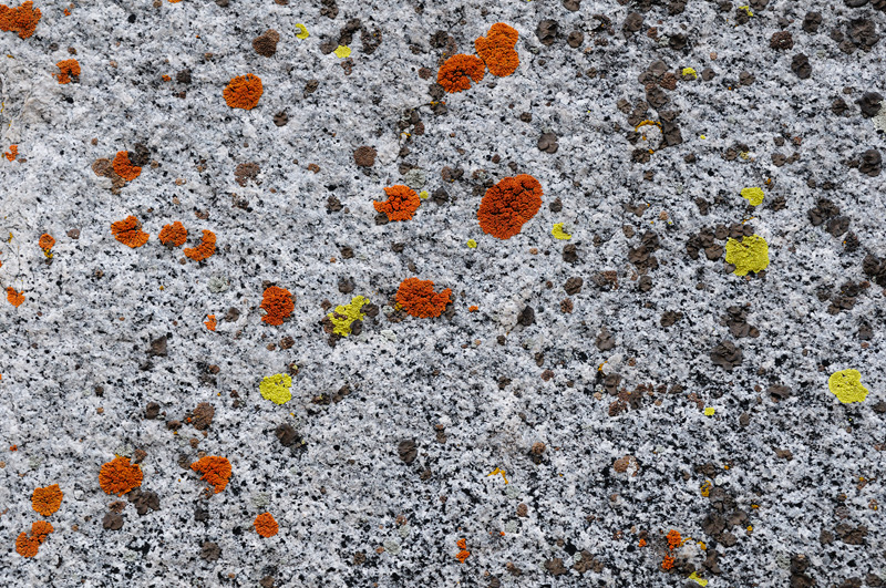 colorful lichen on granite boulders
