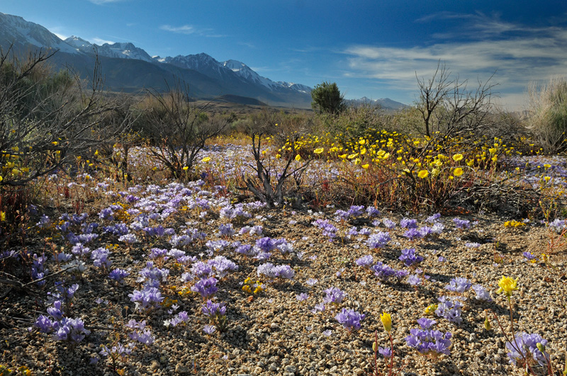 Purple Sandblossoms and yellow Scalebud carpet the ground with vibrant colors of life
