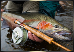 steelhead rainbow trout