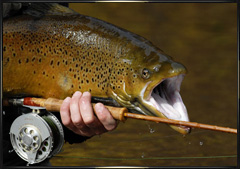 2007 Fall fly fishing for trout photos
