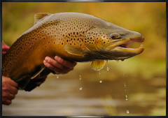 Fall 2010 fly fishing for brown trout