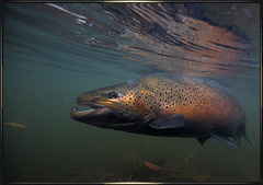 underwater fly fishing photography
