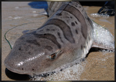 fly fishing for leopard sharks in the surf