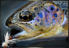 sierra rainbow trout