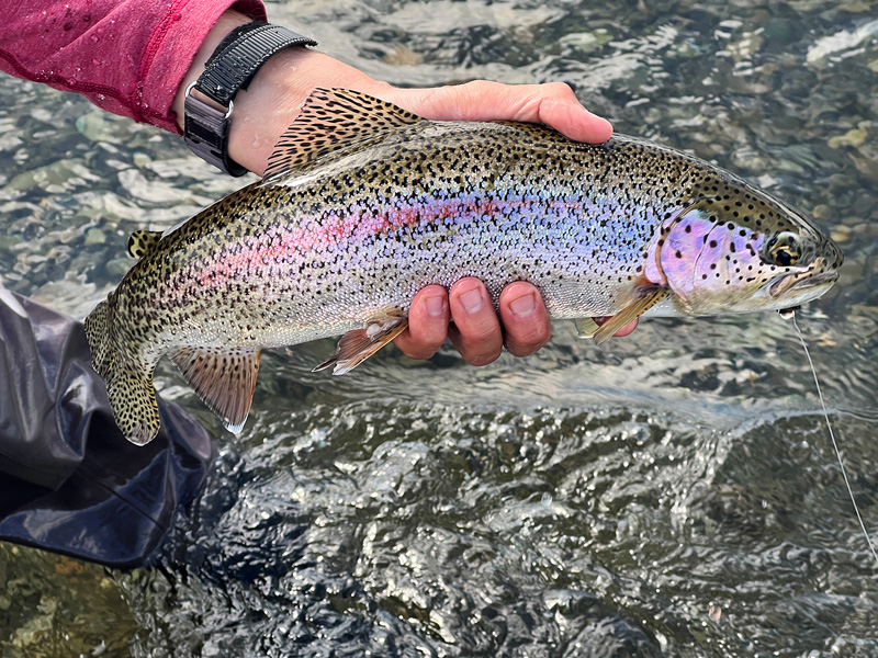 Rainbow Trout up close