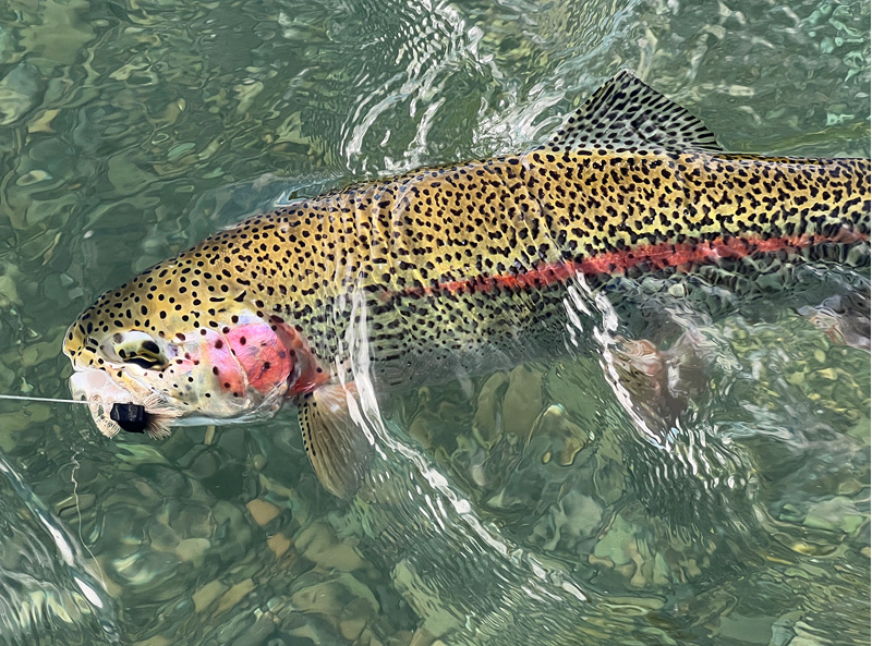 Mousing for Rainbow Trout