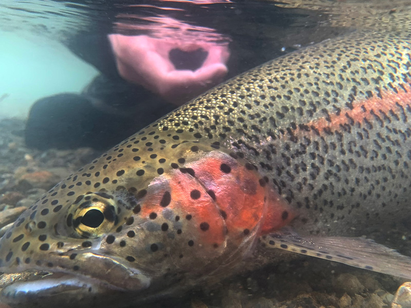 rainbow trout underwater fly fishing photography