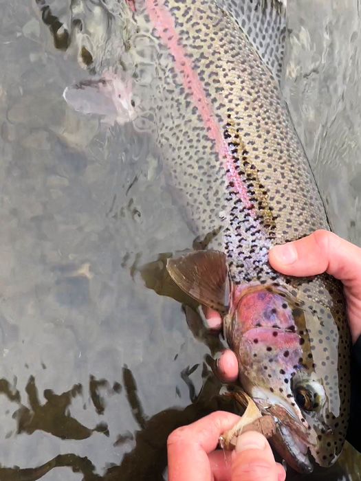 Leopard Rainbow Trout on a mouse fly