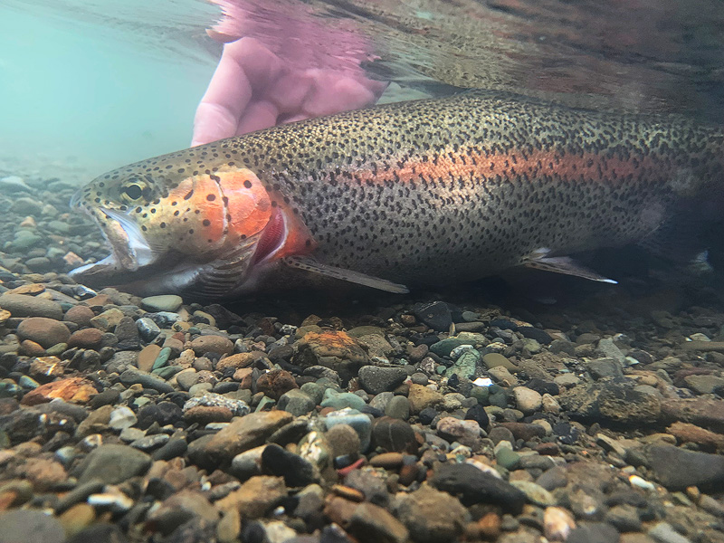 underwater rainbow trout photography