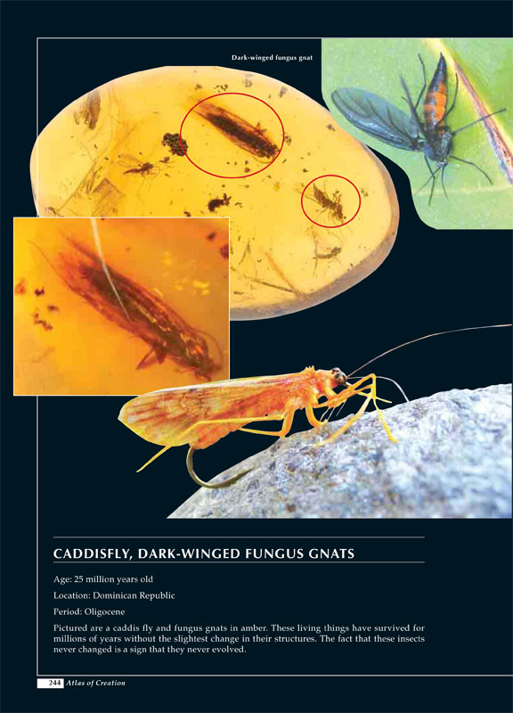Atals of Creation page 244 Caddis fly
